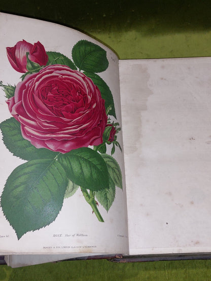 The Gardener’s Assistant Practical and Scientific Gardening 1878 Thompson Moore4