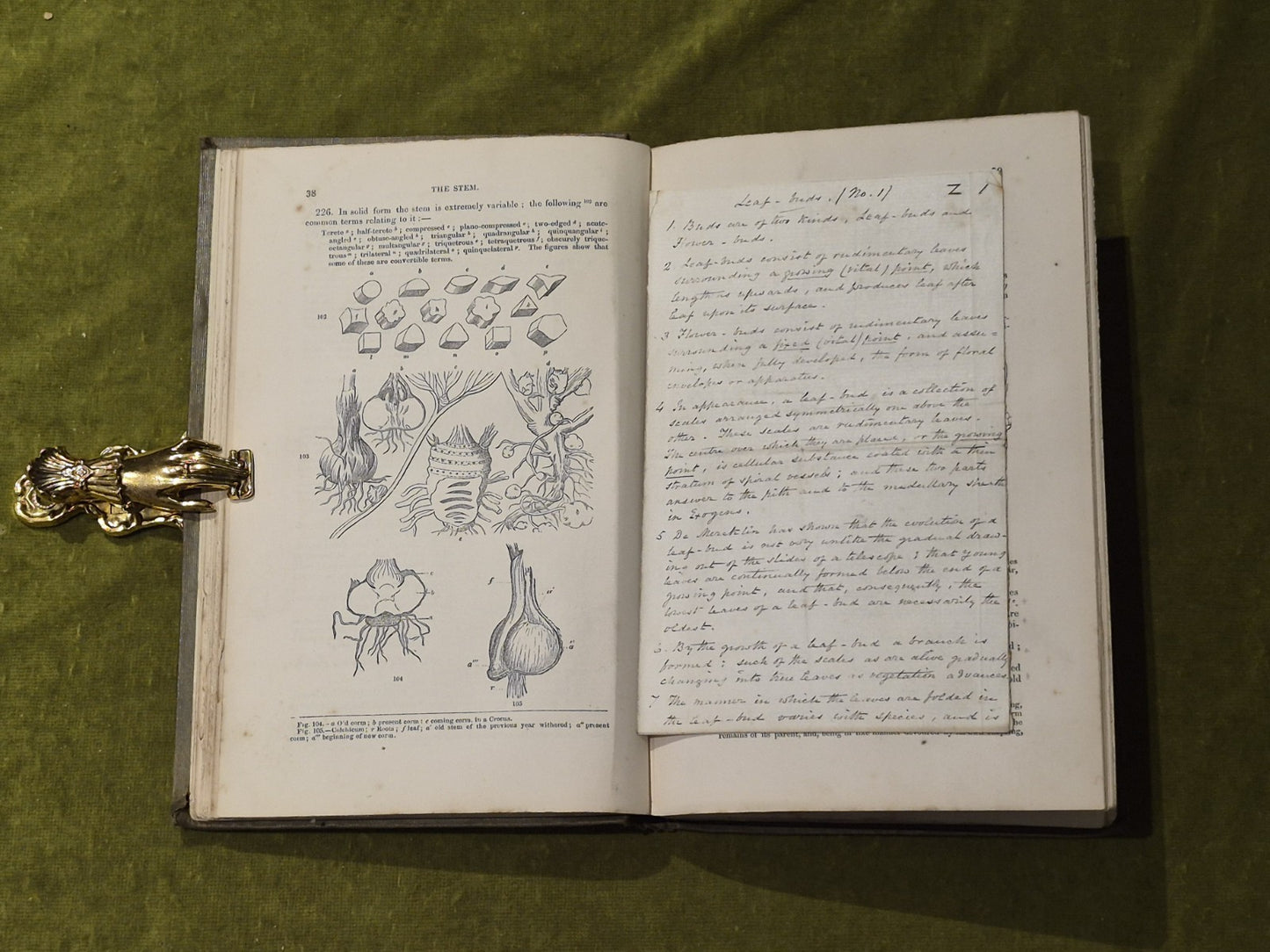 Elements of Botany - John Lindley , Bradbury & Evans 18614