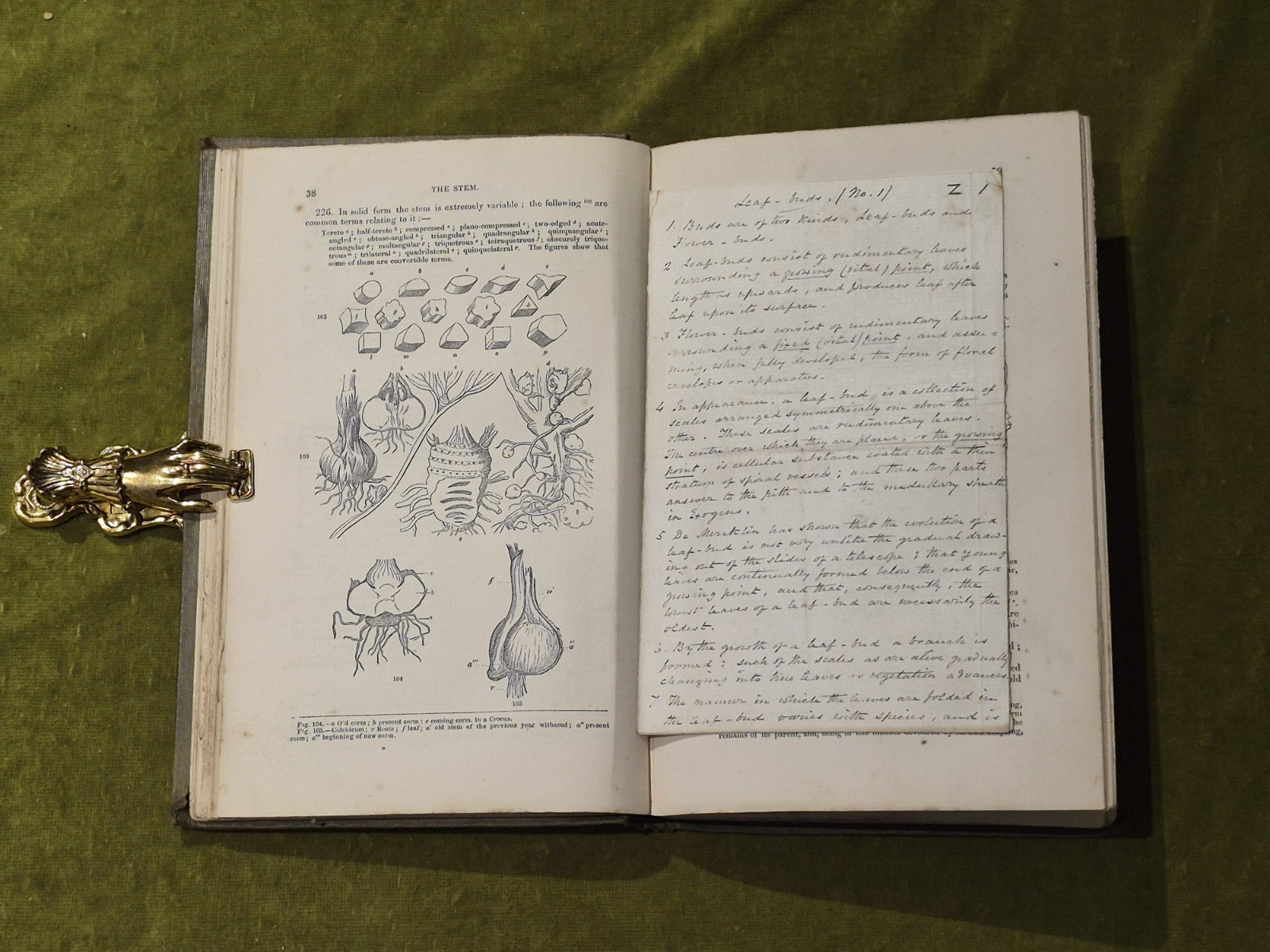 Elements of Botany - John Lindley , Bradbury & Evans 18614
