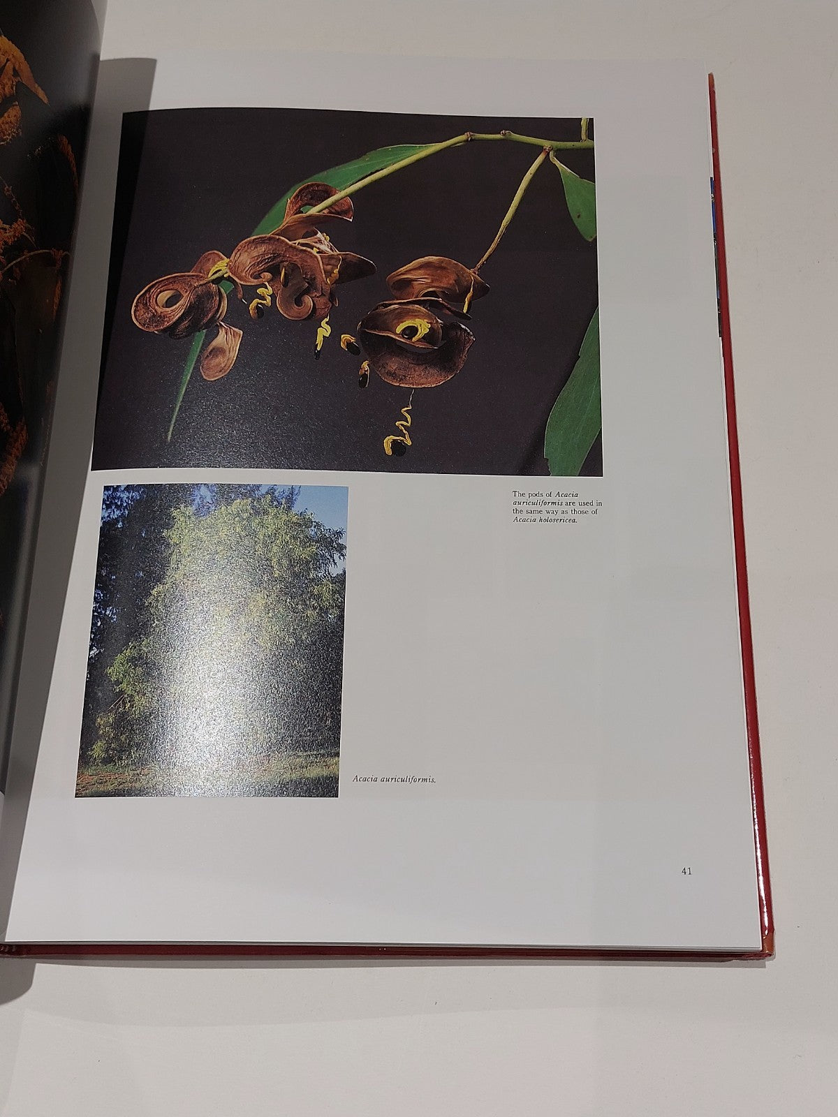 Traditional Bush Medicines : An Aboriginal Pharmacopoeia (1988) 1st Ed Hb Book5