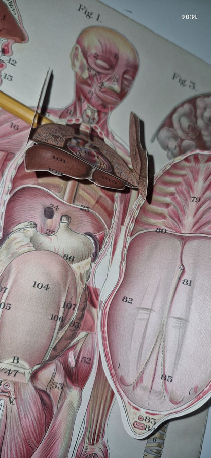 1921 Baillieres Atlas & Anatomy Of The Female Human Body. Swedish Massage Inst.13