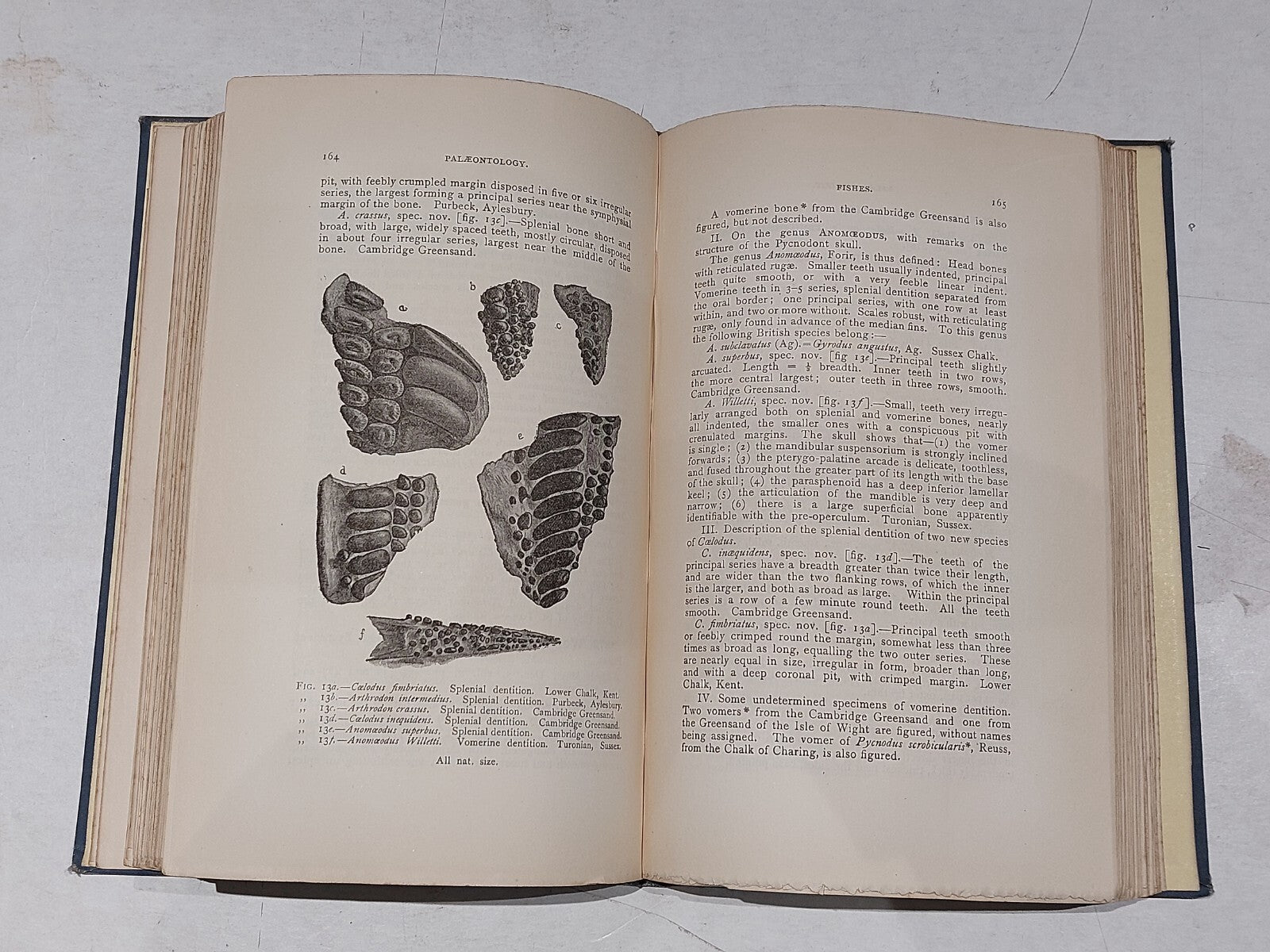 Annals of British Geology, 1893 1st Edition By J. F. Blake 3