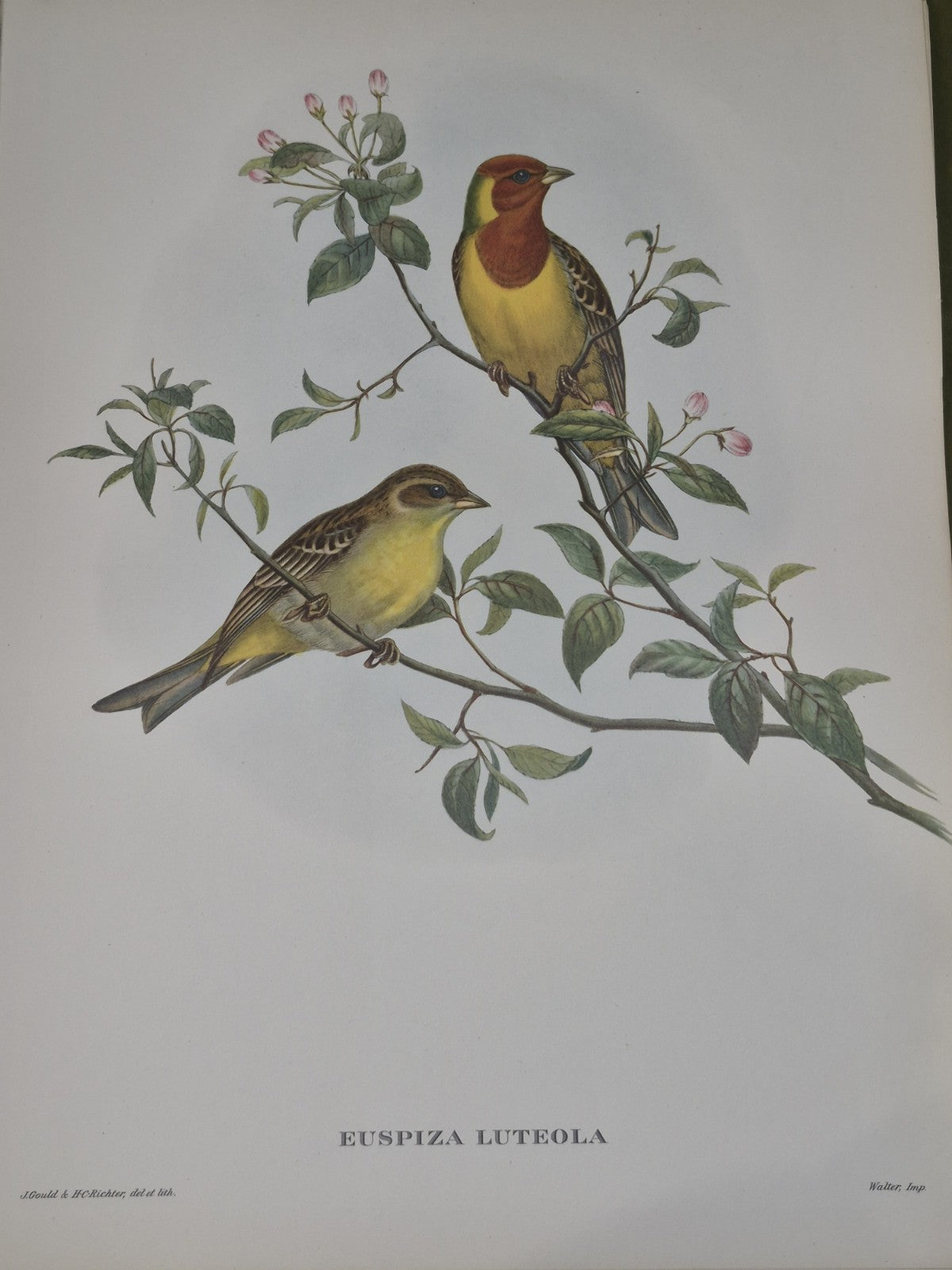 Mr. Gould's Tropical Birds, 24 Exquisite Colour Plates, edited by Eva Mannering8