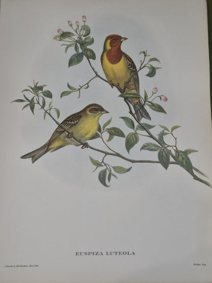 Mr. Gould's Tropical Birds, 24 Exquisite Colour Plates, edited by Eva Mannering8