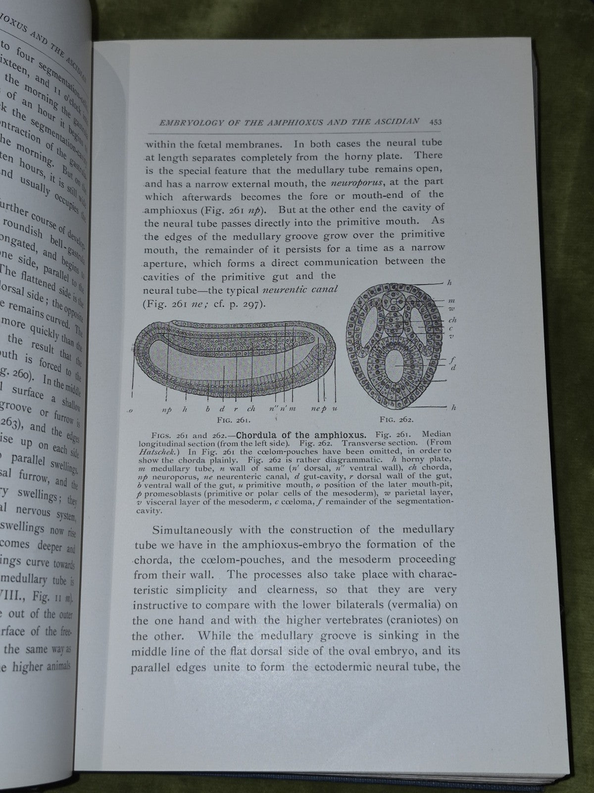 The Evolution of Man (1905) Complete Two Volumes Ernst Haeckel6