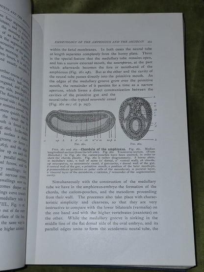 The Evolution of Man (1905) Complete Two Volumes Ernst Haeckel6