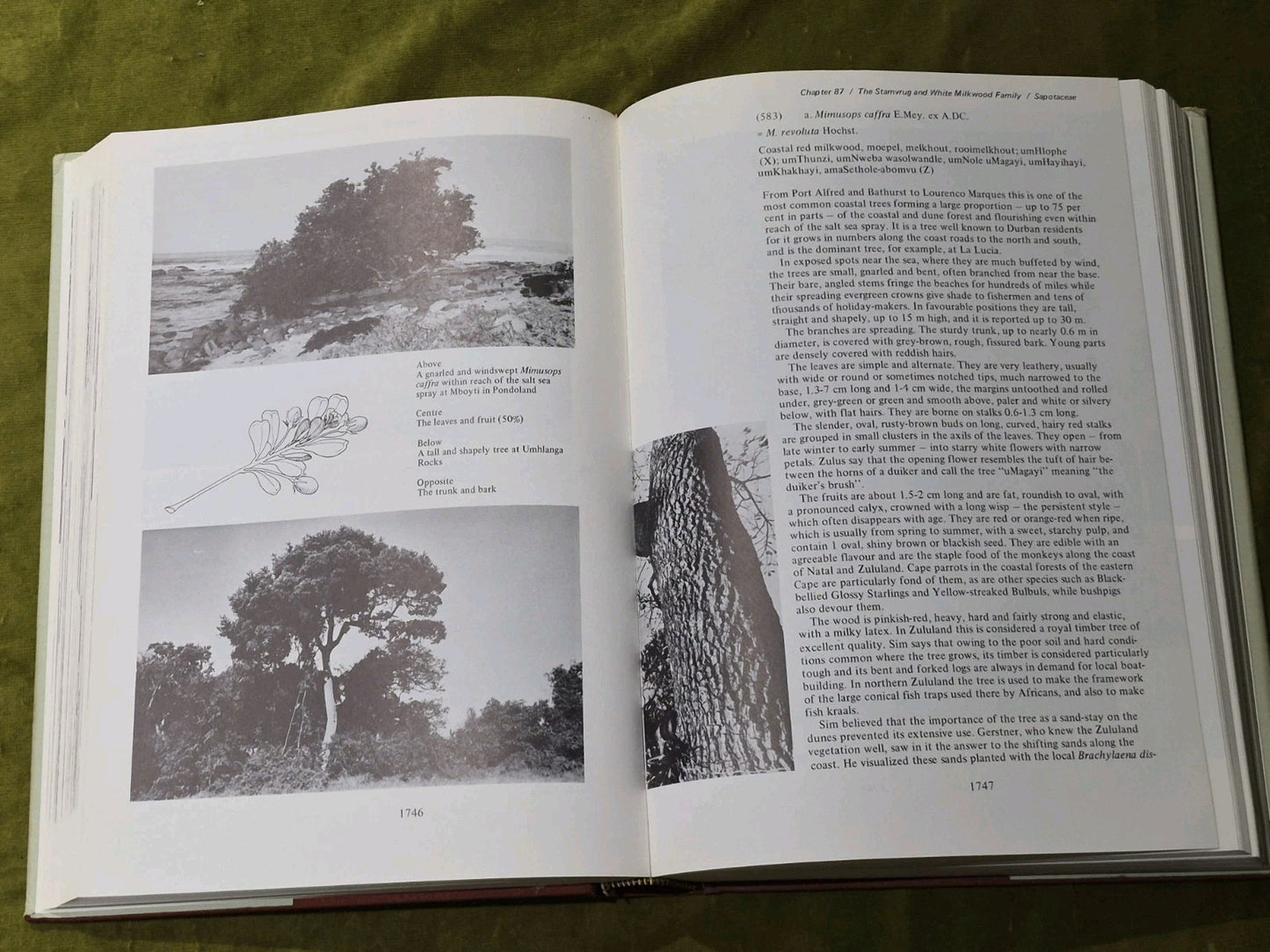 TREES OF SOUTH AFRICA by Eve Palmer/Norah Pitman 1972 Volume 3 Only5