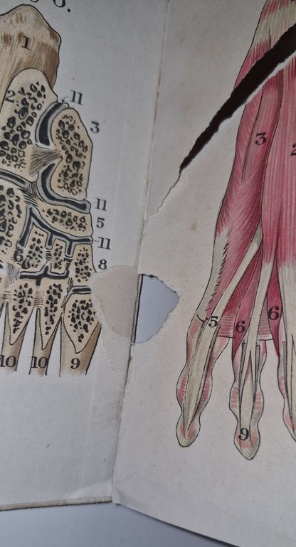 1921 Baillieres Atlas & Anatomy Of The Female Human Body. Swedish Massage Inst.17