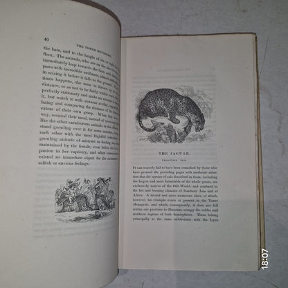 1829 1st THE TOWER MENAGERIE Edward Bennett NATURAL HISTORY Animals ENGRAVINGS9