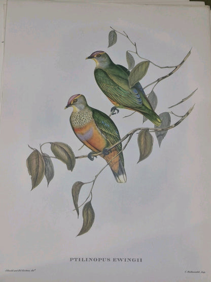 Mr. Gould's Tropical Birds, 24 Exquisite Colour Plates, edited by Eva Mannering9