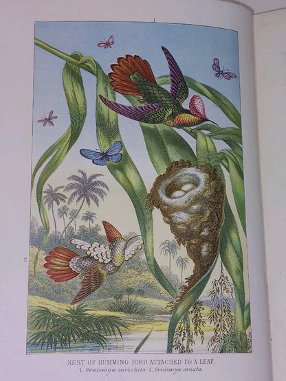 The Universe by F. A. Pouchet (1909) 3