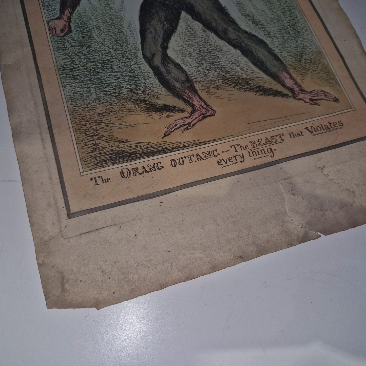 Antique Satirical Political Print. The Orang Outang  The Beast That Violates...5