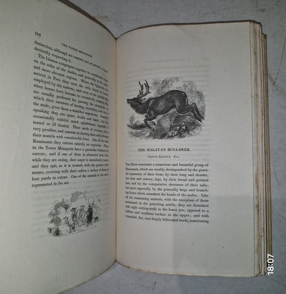 1829 1st THE TOWER MENAGERIE Edward Bennett NATURAL HISTORY Animals ENGRAVINGS11