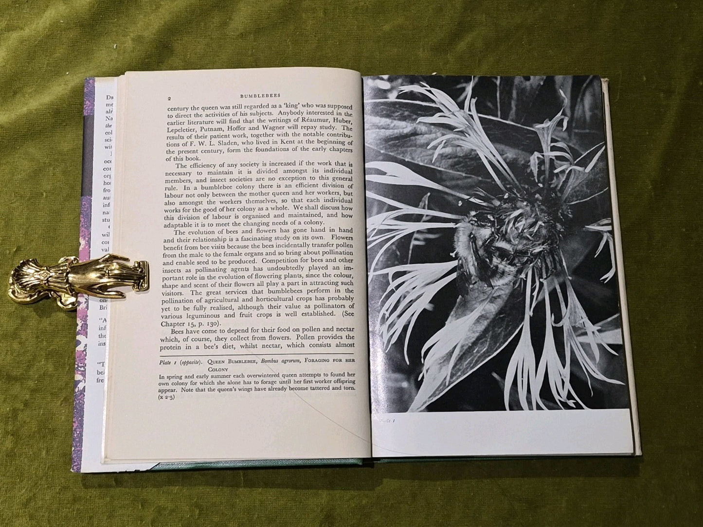 Bumblebees - New Naturalist - John B Free & Colin G Butler HB DJ 1968 reprint4