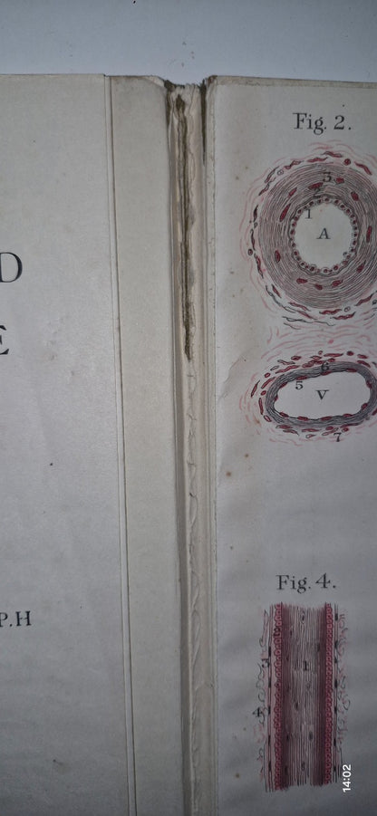 1921 Baillieres Atlas & Anatomy Of The Female Human Body. Swedish Massage Inst.5