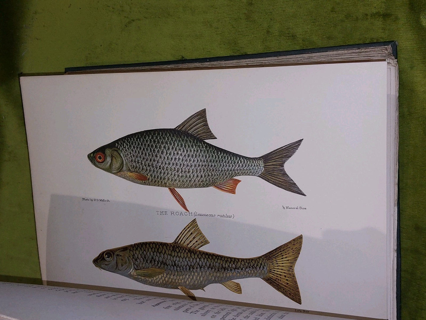 British Fresh-Water Fishes by Sir Herbert Maxwell (1904) [Hutchinson & Co] Hb6