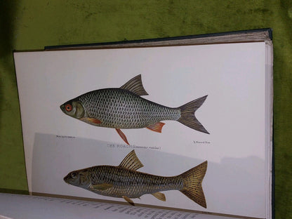 British Fresh-Water Fishes by Sir Herbert Maxwell (1904) [Hutchinson & Co] Hb6