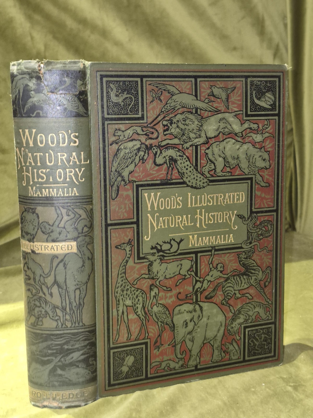 Wood's Illustrated Natural History  Mammals Birds Reptile12