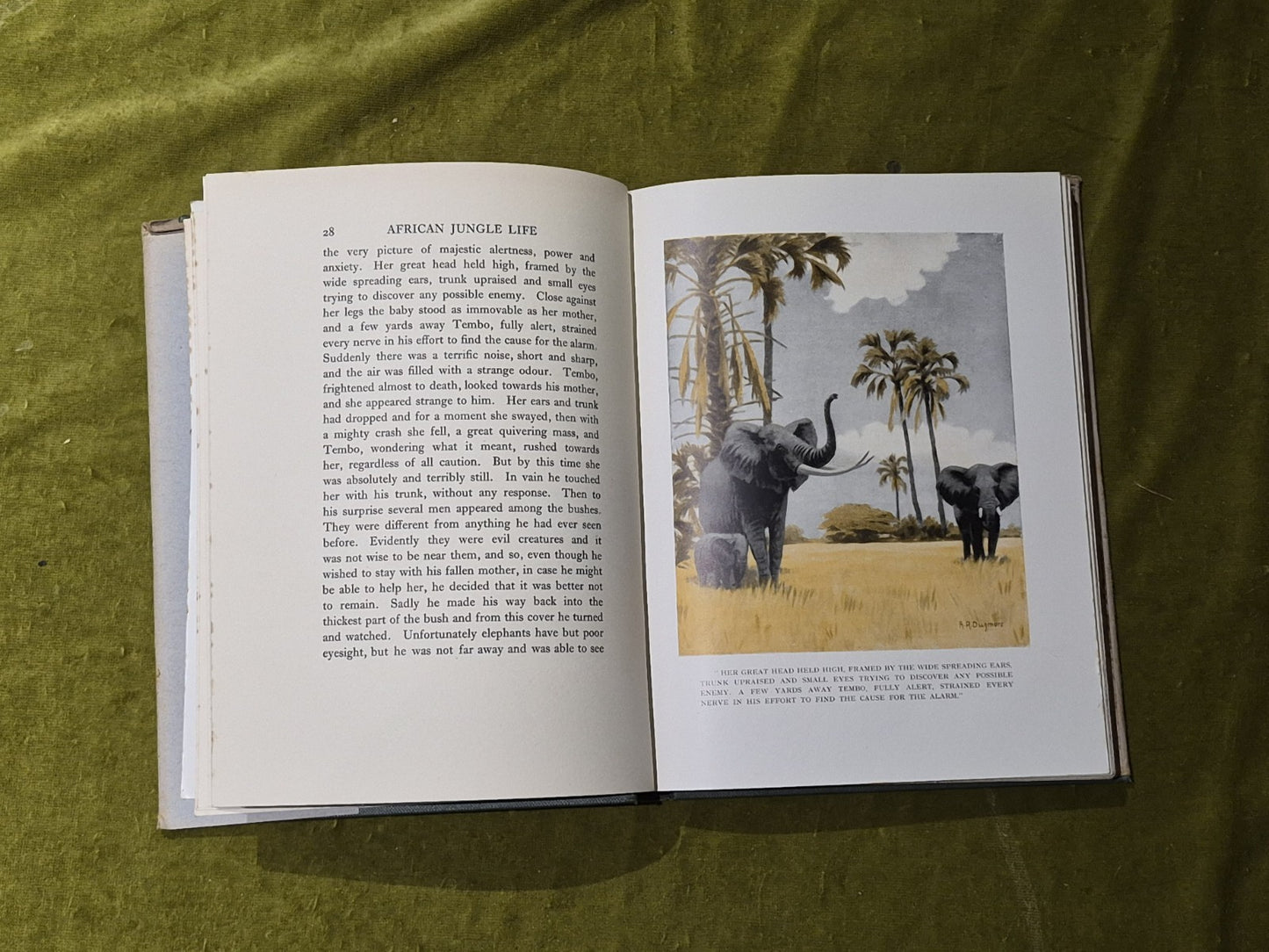 African Jungle Life - Major A. Radclyffe Dugmore - 1928 Macmillan DJ6