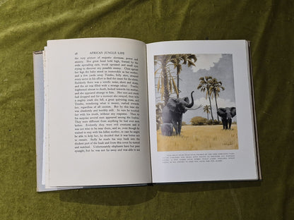 African Jungle Life - Major A. Radclyffe Dugmore - 1928 Macmillan DJ6