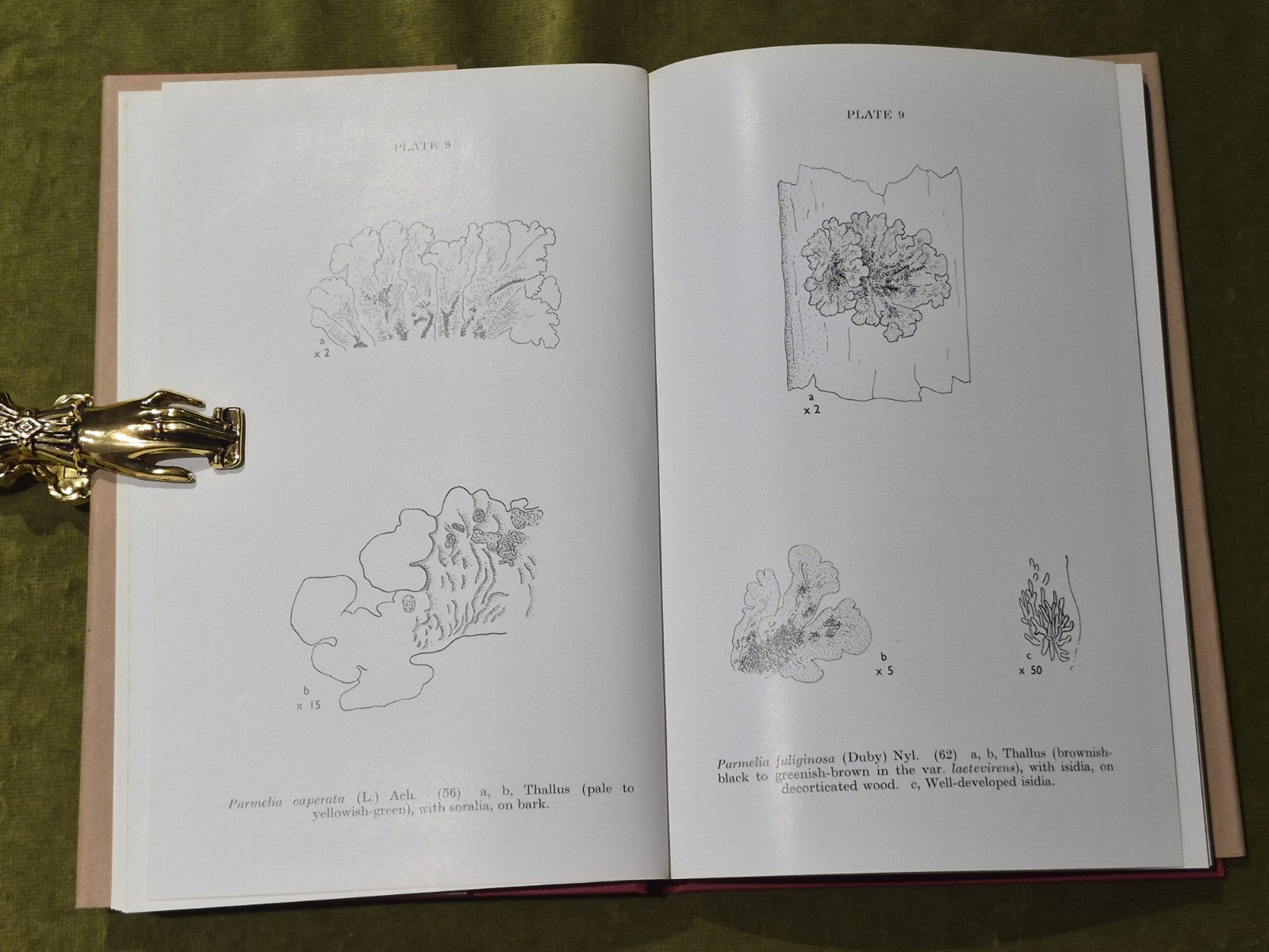 Lichen Illustrations & A Guide to the Study of Lichens5