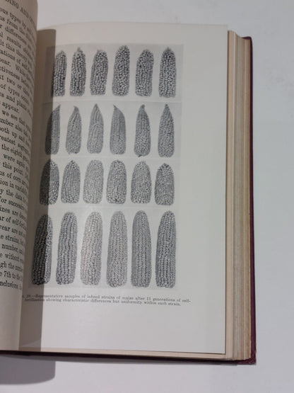 Inbreeding And Outbreeding By Edward M. East (1919) 1st Ed Hb Book5