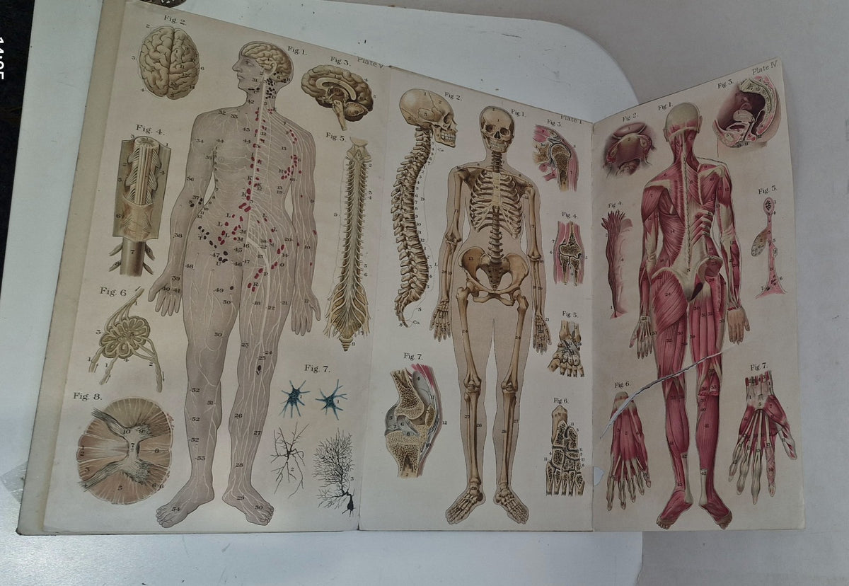 1921 Baillieres Atlas & Anatomy Of The Female Human Body. Swedish Massage Inst.15