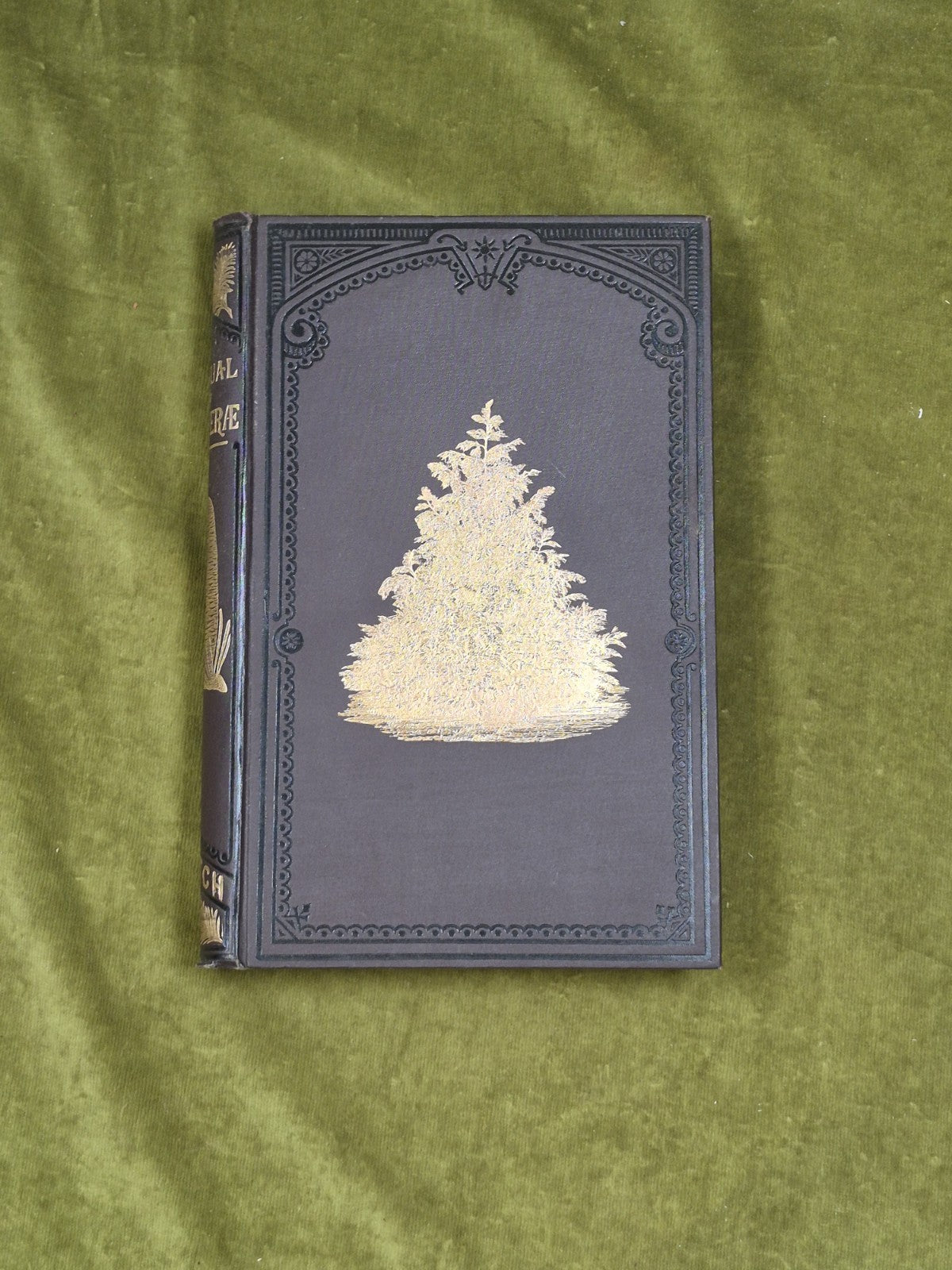 A Manual of The Coniferae by James Veitch & Sons 1881 HC / Antique1