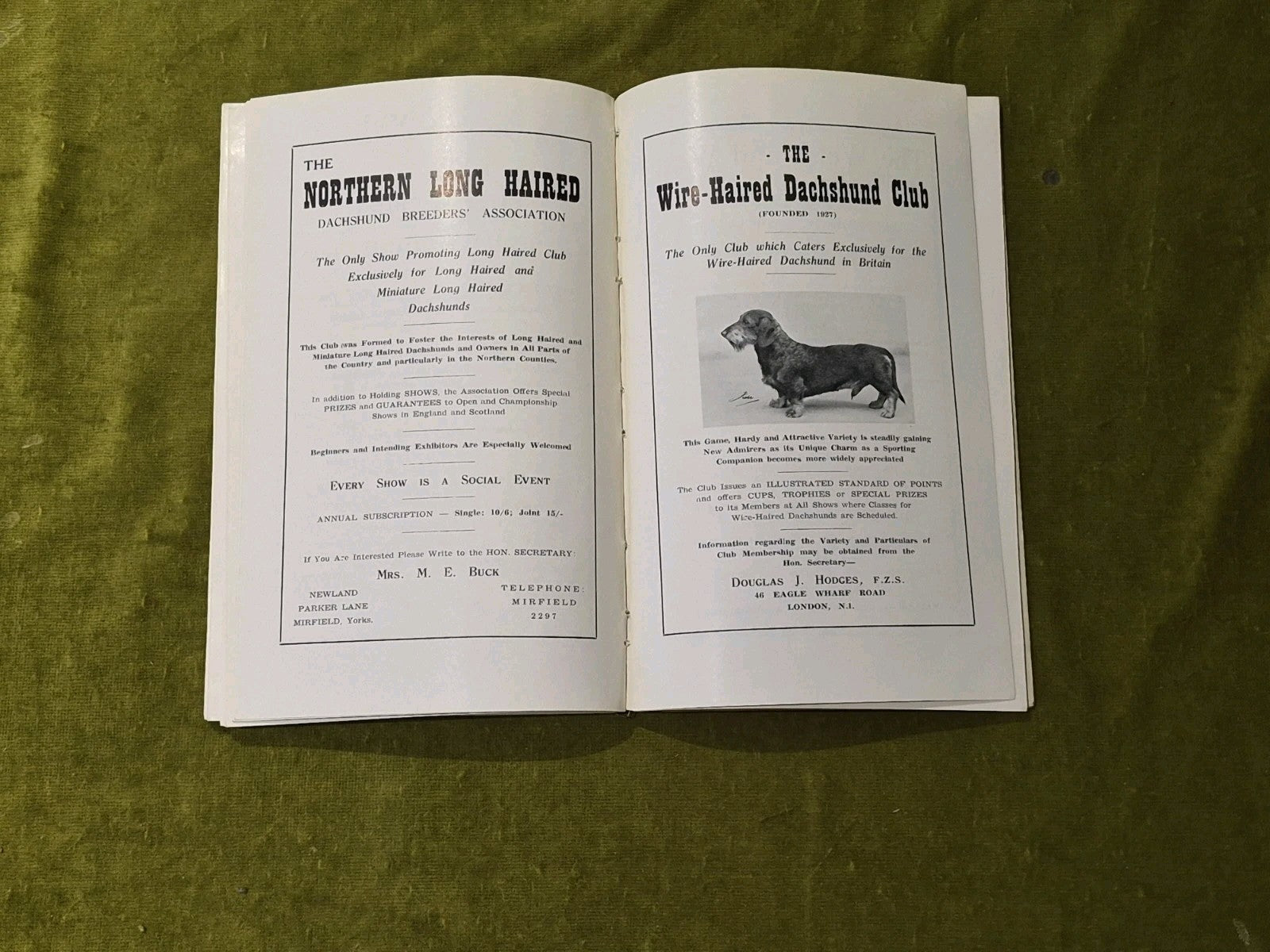 The Dachshund Club Handbook 19556