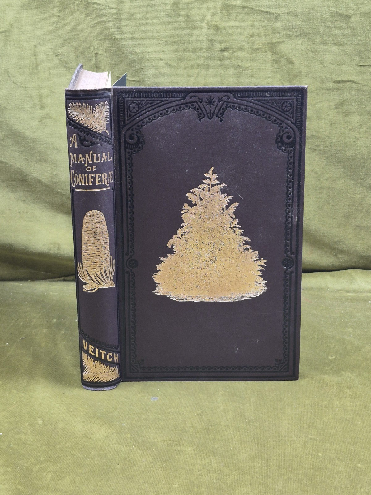 A Manual of The Coniferae by James Veitch & Sons 1881 HC / Antique0
