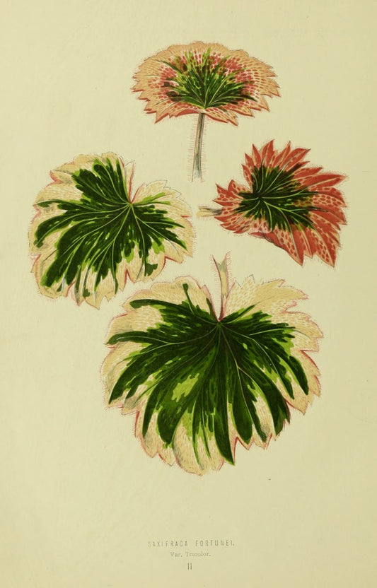 New and Rare Beautiful- Leaved Plants: Containing Illustrations and Descriptions of the Most Ornamental- Foliaged Plants Not Hitherto Noticed in Any Work on the Subject