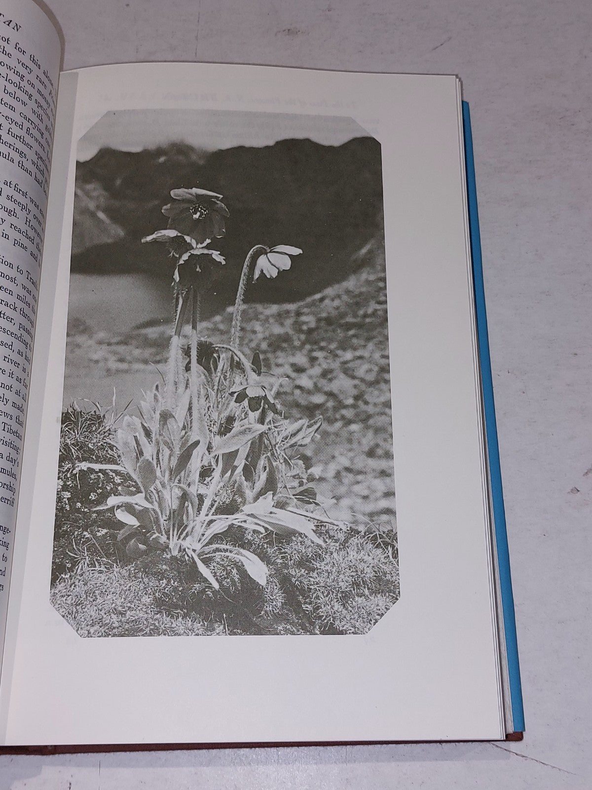 A Quest for Flowers by H.R. Fletcher. 1st.edition, (1975) Hb Book7